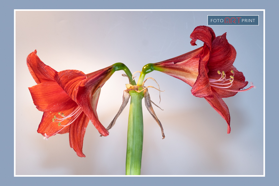 1 Amaryllis