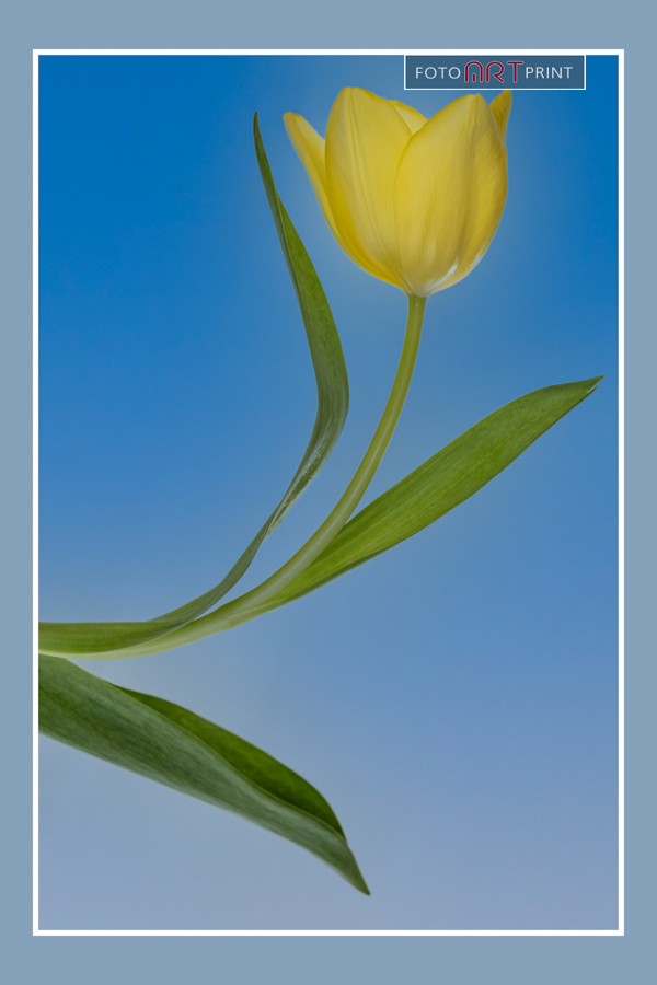 22 Tulp