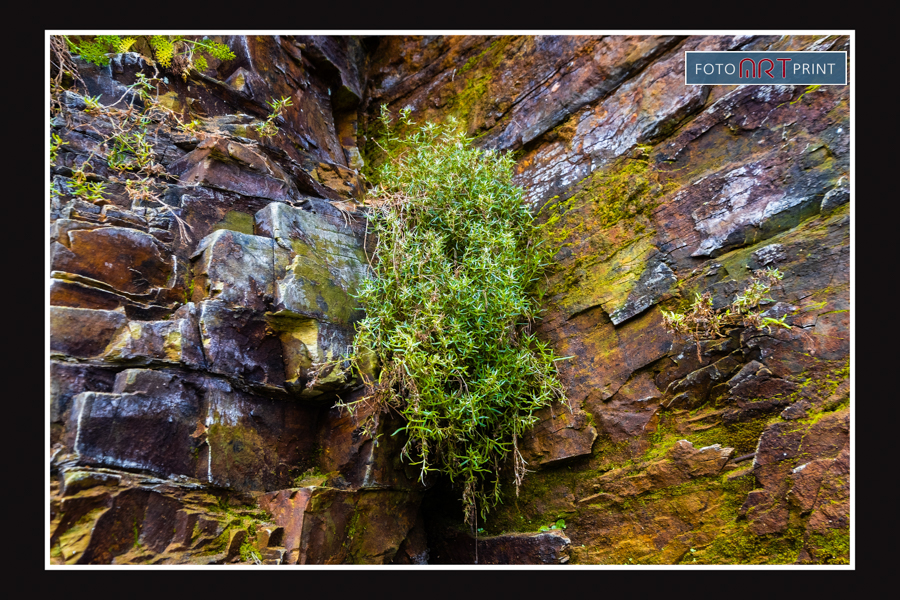 34 N.Spanje Rots Struik