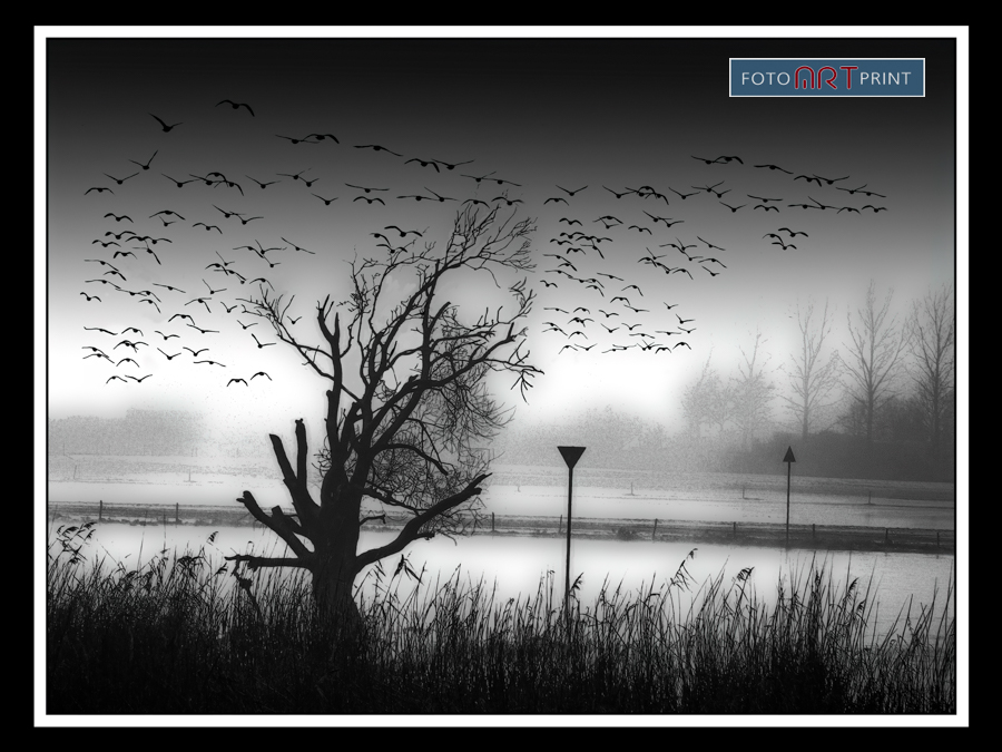 12 Boom IJssel Ganzen