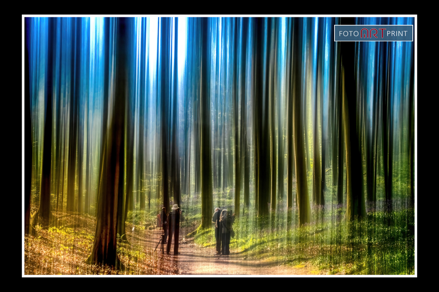 17 Hallerbos Fotografen