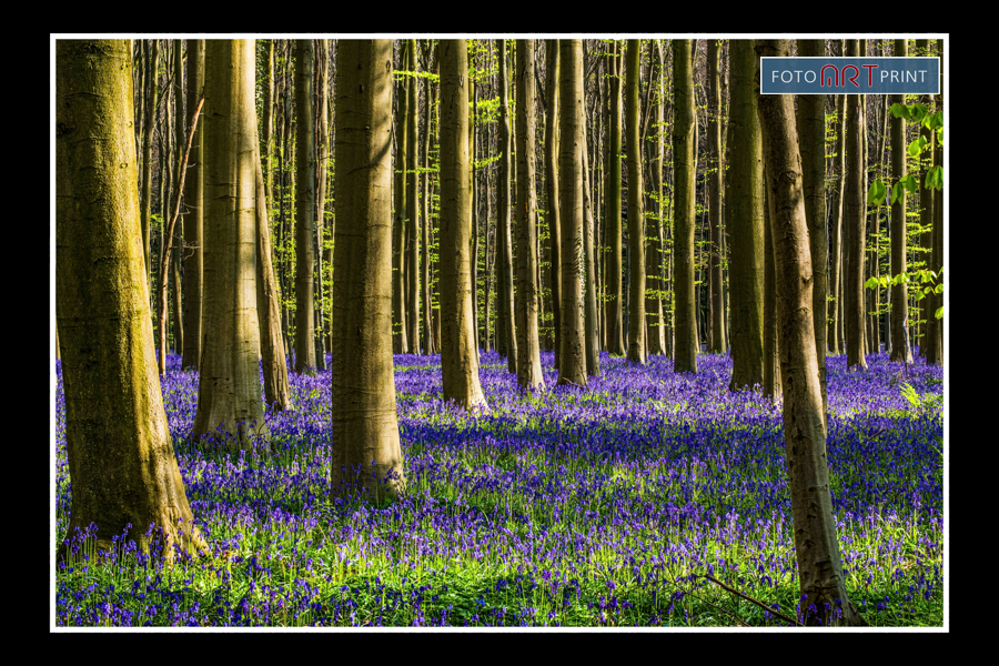 20 Wilde Hyacint Hallerbos C