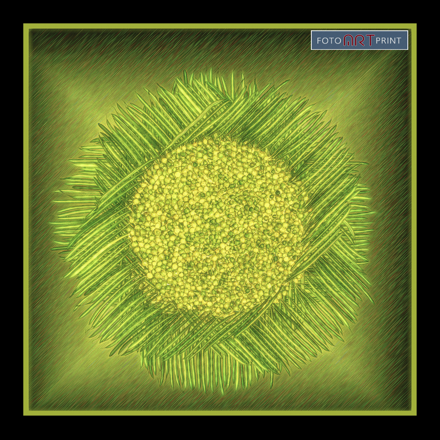 36 A Doppertjes Haricotvert Art