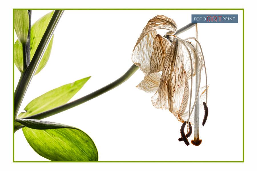 15 Lelie uitgebloeid