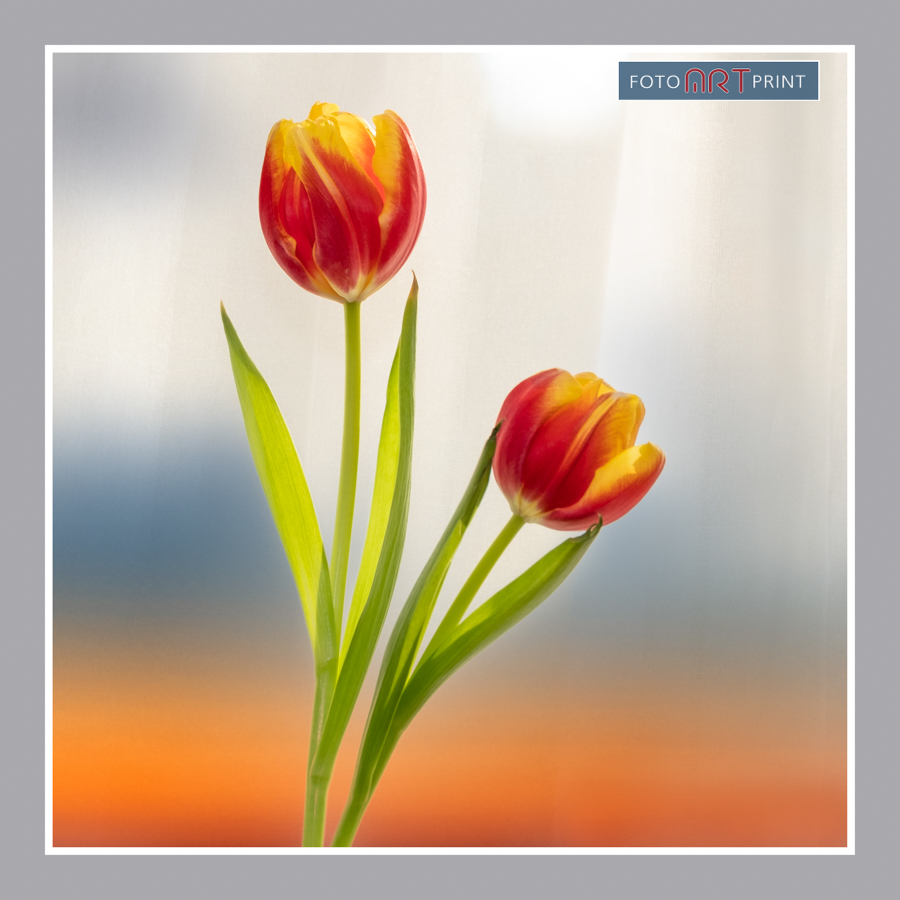 23 Twee Tulpen