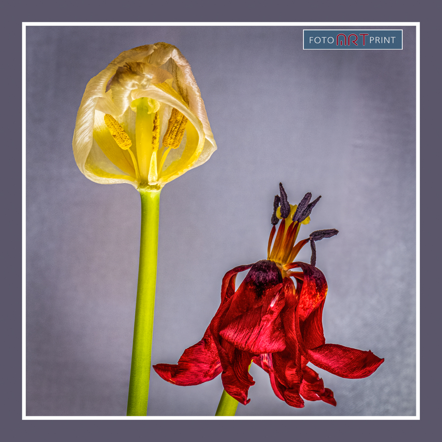 26 Uitgebloeid Tulpen