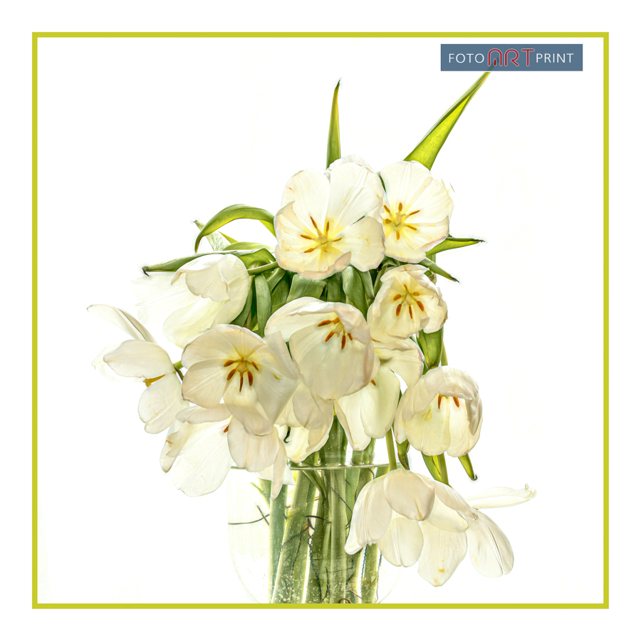 32 Tulpen Uitgebloeid