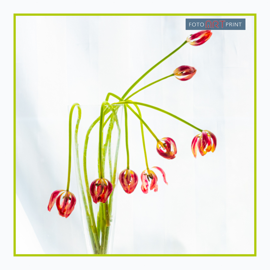 37 Tulpen op zijn eind