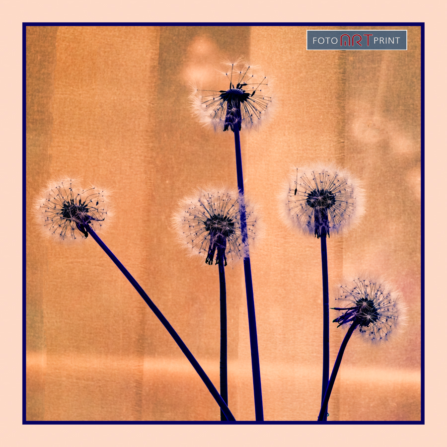 38 Paardebloem uitgebloeid