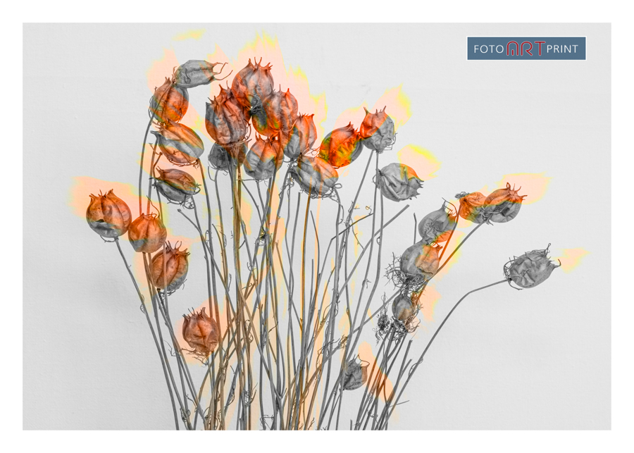 60 Juffertje in het Groen