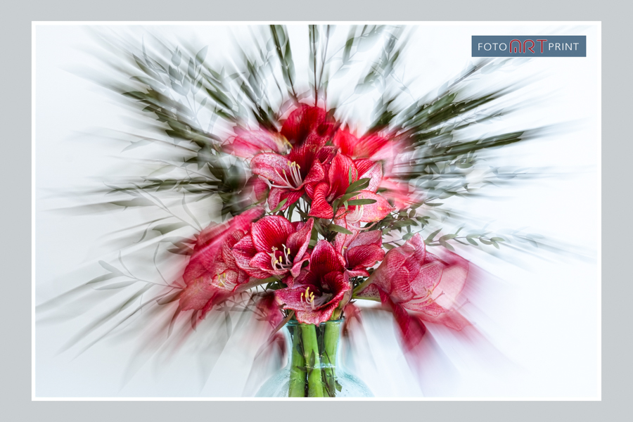 7 Amaryllis