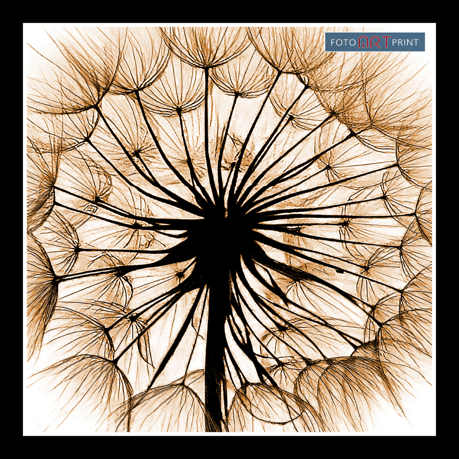 76 Paardebloem Close-Up