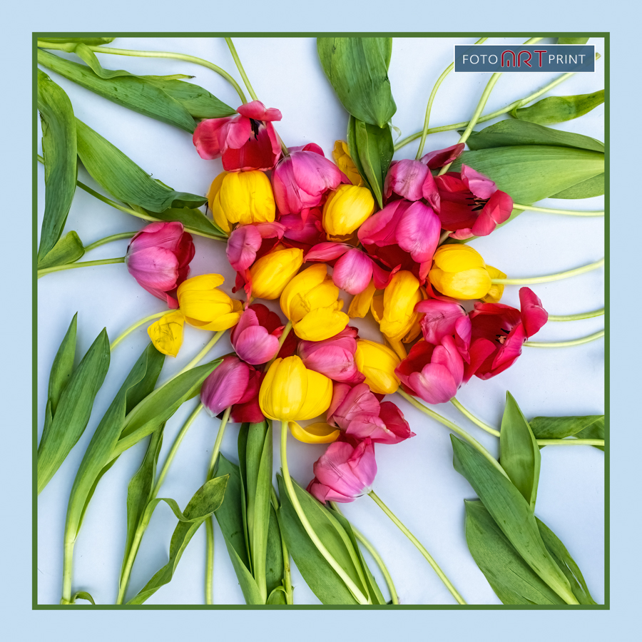 78 Tulpen Cirkel