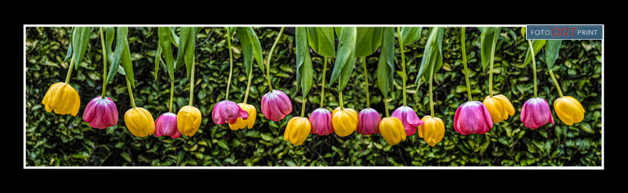 80 Tulpen Panorama