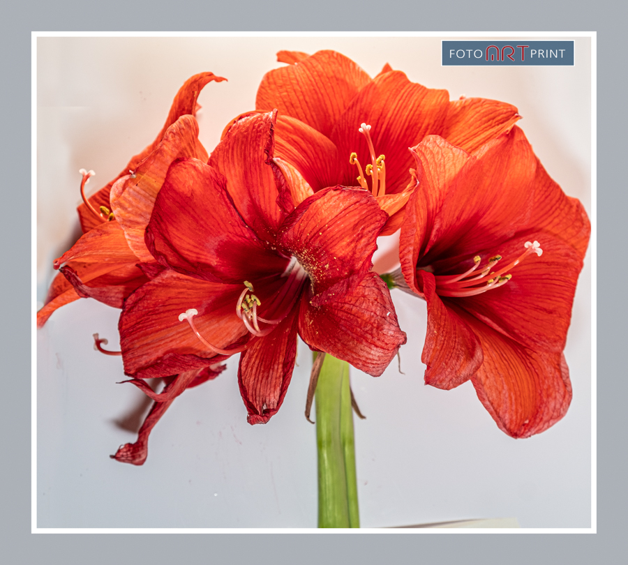3 Amaryllis