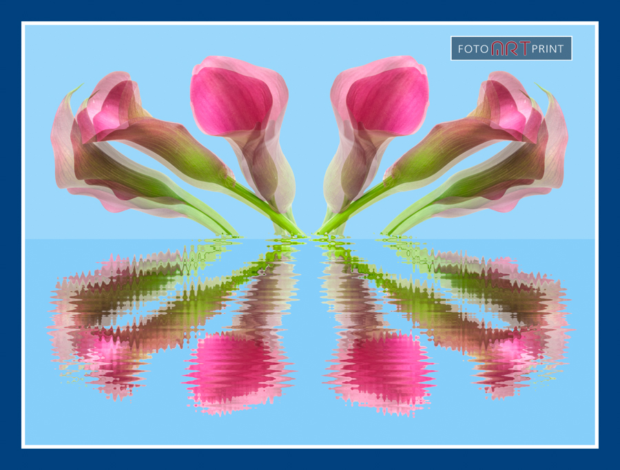 52 Aronskelk Collage